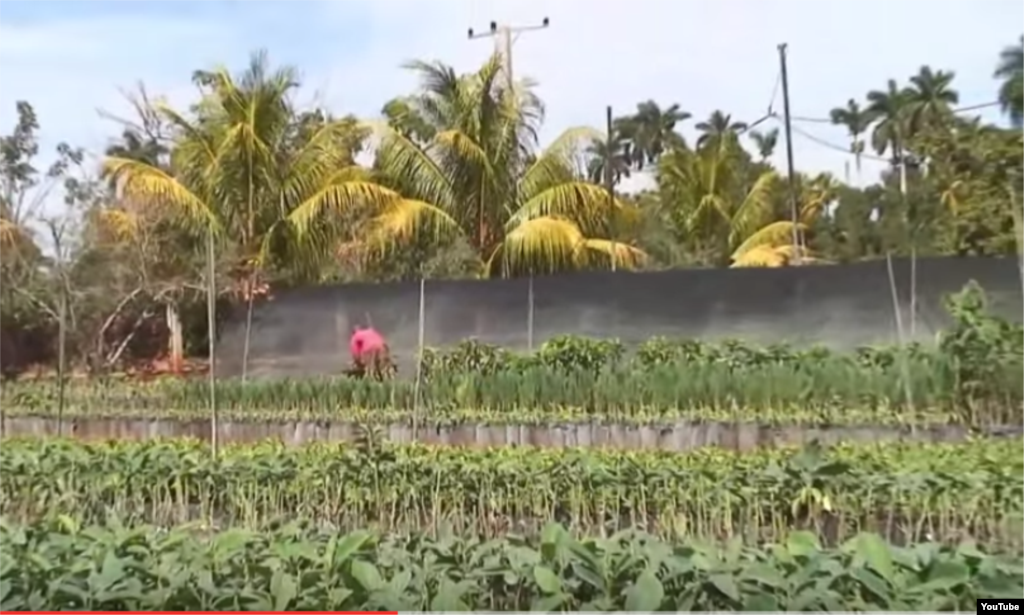 Reporta Cuba intensa sequía afecta a toda la isla