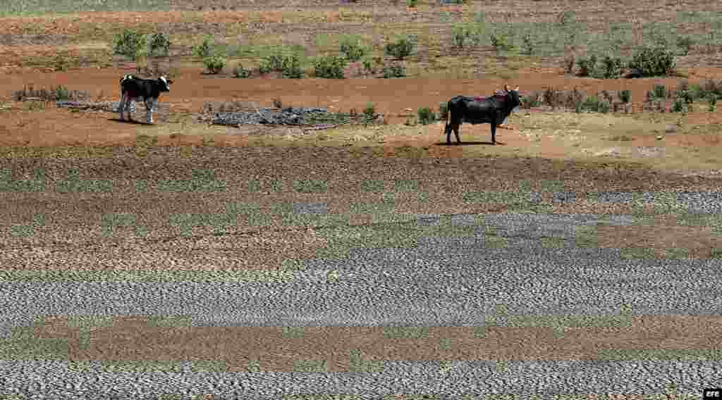 El estado crítico de los embalses no sólo afecta a la población, sino también a la agricultura.