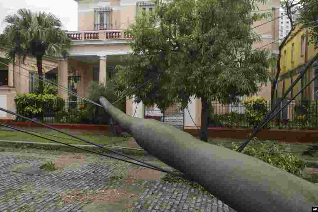 Una palma real derribada en La Habana.&nbsp;