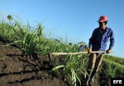 Un campesino limpia un sembrado con un azadón.