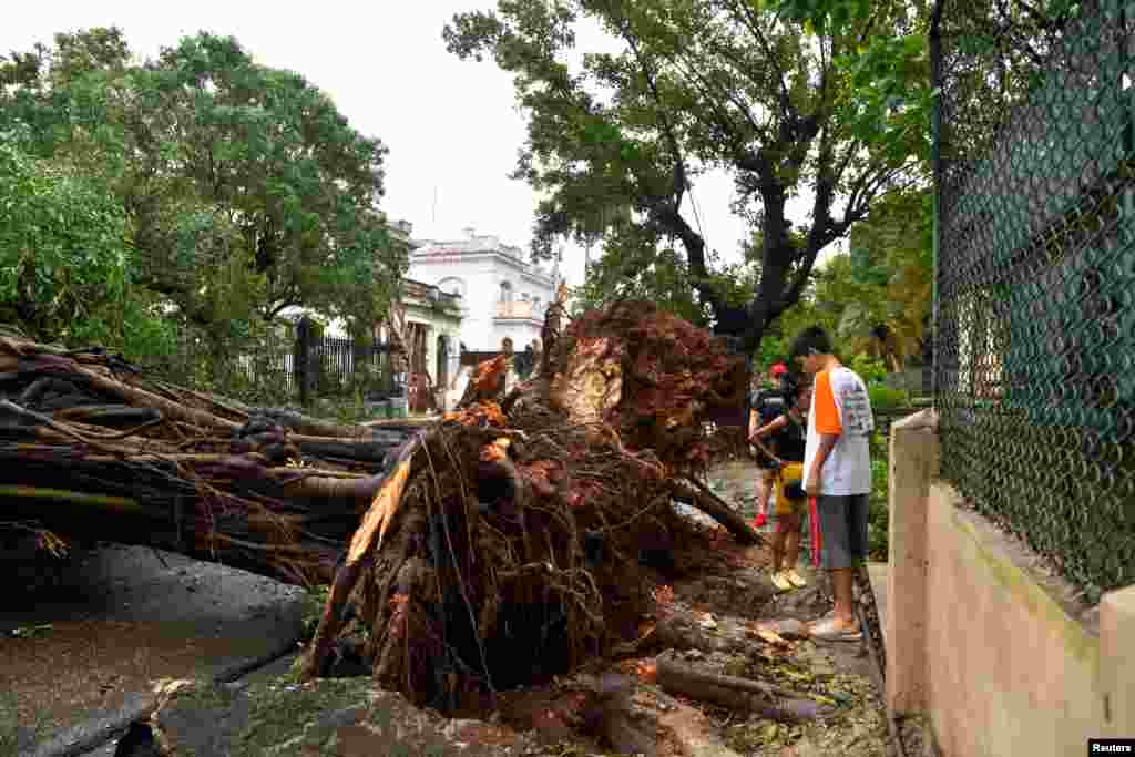 Los fuertes vientos del huracán Rafael arrancaron de raíz este árbol, en La Habana.