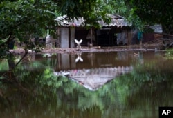 Una gallina de corral bate sus alas en una propiedad inundada por lluvias torrenciales, en La Habana, Cuba, el miércoles 13 de diciembre de 2023. (Foto AP/Ismael Francisco)